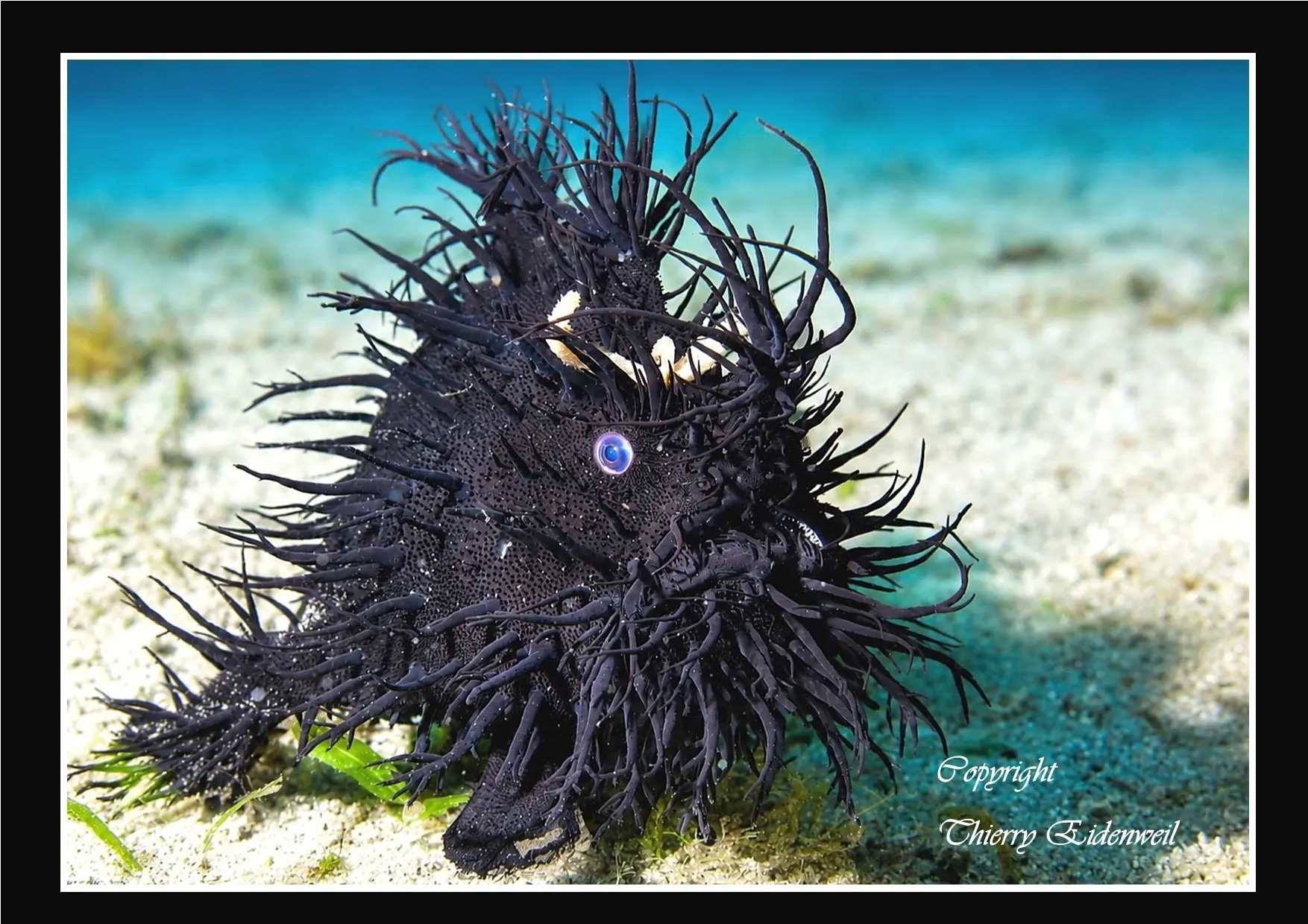 Anilao Macro Dive Media Highlight